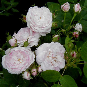 Rosa 'Pompon Blanc Parfait'