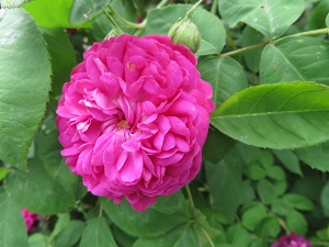 Rosa 'Rose de Rescht'