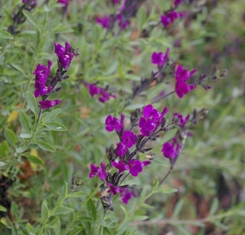 Salvia muelleri