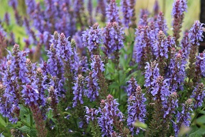 Salvia sylvestris 'Blauhugel'