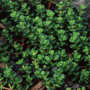 Sedum divergens