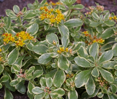 Sedum kamtschaticum 'Variegatum'