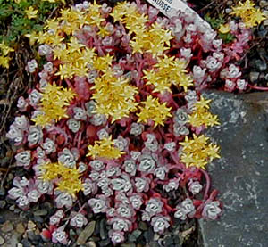 Sedum spathulifolium var. purpureum