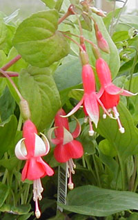 Fuchsia 'Nettala' (Francesca, 1973)