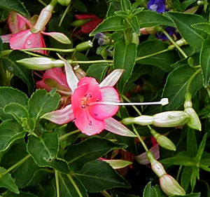 Fuchsia 'Sunshine' (Neiderholzer, 1948)