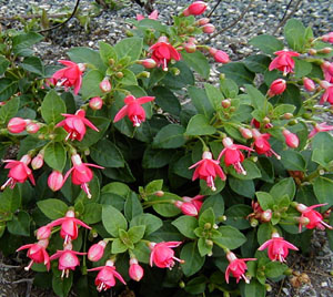 Fuchsia 'Galadriel' (De Graaff, 1982)