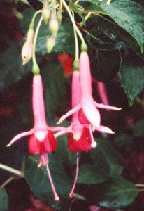 Fuchsia 'Prince of Orange'