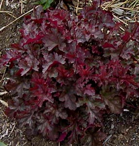 Heuchera 'Can Can'