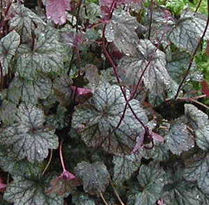 Heuchera 'Pewter Veil'  (Heims)