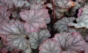 Heuchera 'Raspberry Ice' PP13340