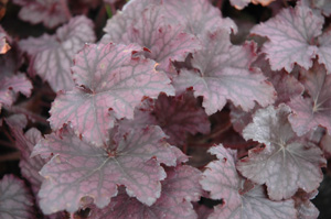 Heuchera 'Frosted Violet' PP15085