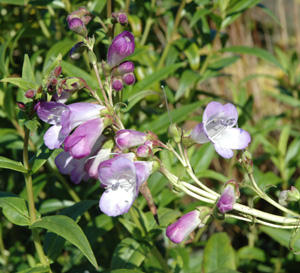Penstemon 'Alice Hindley'