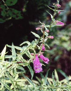 Penstemon 'Hopley's Variegated'