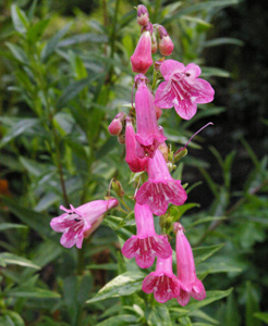 Penstemon 'Wisley Pink Sport'