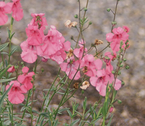 Diascia integerrima