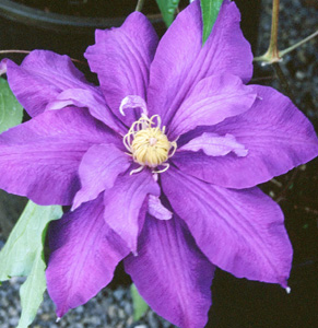 Clematis 'Frau Mikiko' (Kozo Sugimoto, 1993)
