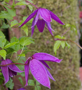 Clematis 'Red Beetroot Beauty' ('Betina') (Magnus Johnson, 1980)