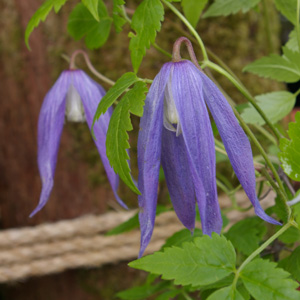 Clematis 'Blue Dancer' (J. Boland)