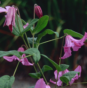 Clematis diversifolia(x) 'Heather Herschell' (Fretwell, 1990's)