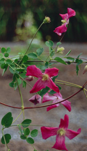 Clematis 'Brocade' (Barry Fretwell, 1993)