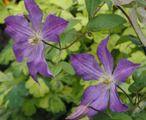 Clematis 'Solina' (S. Franczak)