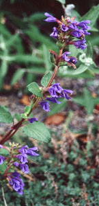 Dracocephalum grandiflorum