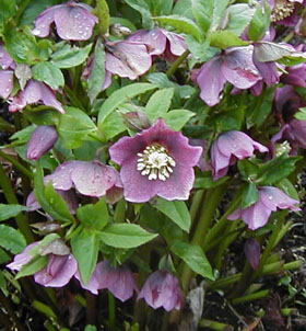 Helleborus hybridus (x) (Rose Parent)