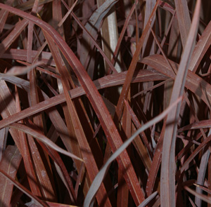 Phormium 'Dark Delight'
