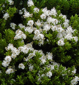 Hebe odora (buxifolia)