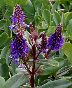 Hebe speciosa