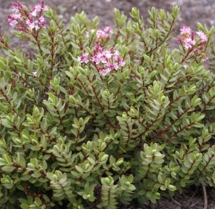 Hebe 'Pink Paradise'