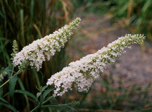 Buddleia davidii 'White Profusion'