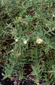 Hypericum patulum 'Variegatum'