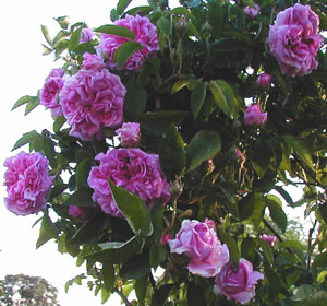 Rosa 'Konigen von Danemark' (Booth, 1826)