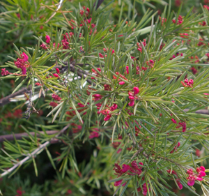 Grevillea rosmarinifolia