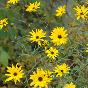 Helianthus angustifolius