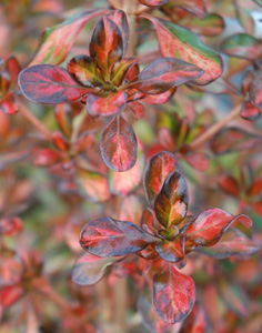 Coprosma repens 'Evening Glow'