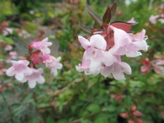 Abelia 'Edward Goucher'