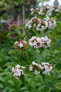 Abelia mosanensis