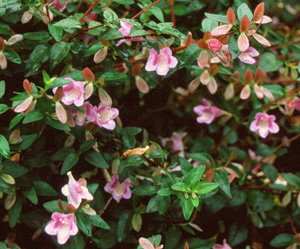 Abelia schumannii 'Bumblebee'