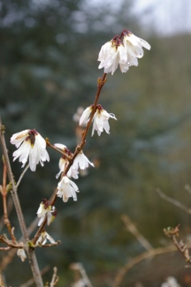 Abeliophyllum distichum