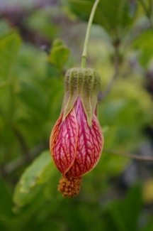 Abutilon 'Marion Stewart'