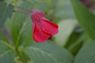 Abutilon 'Red Anthers'