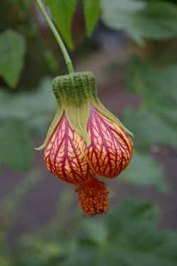 Abutilon 'Siam Bell'