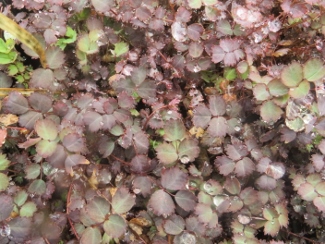 Acaena inermis 'Purpurea'