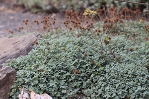 Acaena saccaticulpula  'Blue Haze'