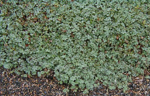 Acaena saccaticulpula  'Blue Haze'
