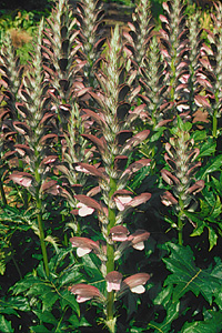 Acanthus caroli-alexandre