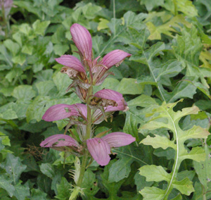 Acanthus hungaricus