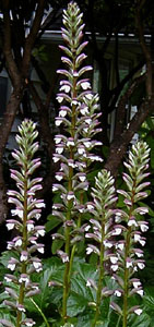 Acanthus mollis